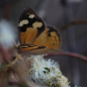 Heteronympha merope at Gundaroo, NSW - 10 Mar 2022