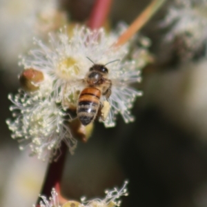 Apis mellifera at Gundaroo, NSW - 12 Mar 2022