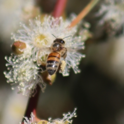 Apis mellifera (European honey bee) at Gundaroo, NSW - 12 Mar 2022 by Gunyijan