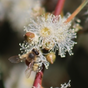 Apis mellifera at Gundaroo, NSW - 12 Mar 2022