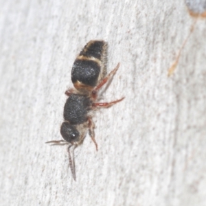 Mutillidae (family) at Black Mountain - 14 Mar 2022 05:22 PM