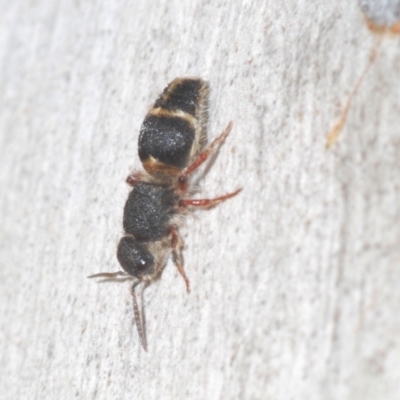 Mutillidae (family) (Unidentified Mutillid wasp or velvet ant) at Aranda, ACT - 14 Mar 2022 by Harrisi