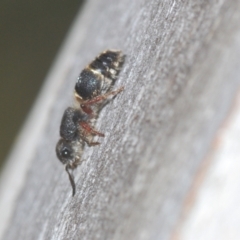 Mutillidae (family) at Black Mountain - 14 Mar 2022