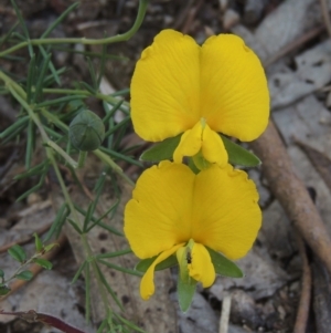 Gompholobium huegelii at Paddys River, ACT - 30 Nov 2021 04:01 PM