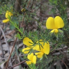 Gompholobium huegelii at Paddys River, ACT - 30 Nov 2021