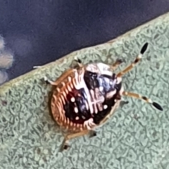 Anischys sp. (genus) (Unidentified Anischys bug) at Gundaroo, NSW - 12 Mar 2022 by Gunyijan