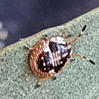 Anischys sp. (genus) (Unidentified Anischys bug) at Gundaroo, NSW - 12 Mar 2022 by Gunyijan