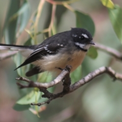 Rhipidura albiscapa (Grey Fantail) at Gundaroo, NSW - 10 Mar 2022 by Gunyijan