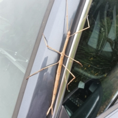 Ctenomorpha marginipennis (Margin-winged stick insect) at Chisholm, ACT - 16 Mar 2022 by Amphylaeus