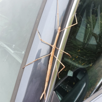 Ctenomorpha marginipennis (Margin-winged stick insect) at Chisholm, ACT - 16 Mar 2022 by Amphylaeus