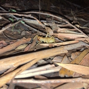 Gryllacrididae (family) at Ulladulla, NSW - 25 Mar 2021