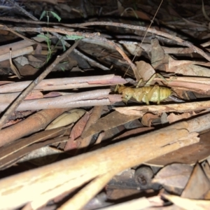 Gryllacrididae (family) at Ulladulla, NSW - 25 Mar 2021