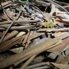 Gryllacrididae (family) at Ulladulla, NSW - 25 Mar 2021