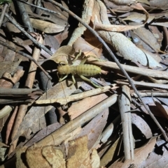 Gryllacrididae (family) at Ulladulla, NSW - 25 Mar 2021