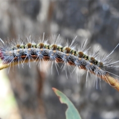 Epicoma melanospila (Black Spot Moth) at Paddys River, ACT - 15 Mar 2022 by JohnBundock