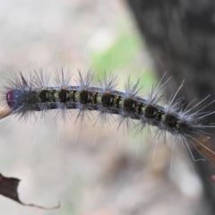 Epicoma melanospila at Paddys River, ACT - 15 Mar 2022 12:46 PM