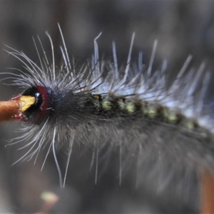 Epicoma melanospila at Paddys River, ACT - 15 Mar 2022