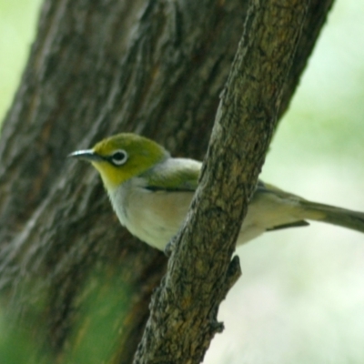 Zosterops lateralis (Silvereye) at Aranda, ACT - 15 Mar 2022 by KMcCue