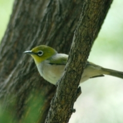 Zosterops lateralis (Silvereye) at GG182 - 15 Mar 2022 by KMcCue