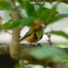 Acanthorhynchus tenuirostris (Eastern Spinebill) at Aranda, ACT - 15 Mar 2022 by KMcCue