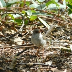 Malurus cyaneus (Superb Fairywren) at Aranda, ACT - 15 Mar 2022 by KMcCue