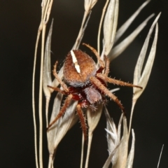 Hortophora transmarina at Paddys River, ACT - 15 Mar 2022