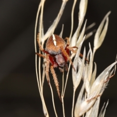 Hortophora transmarina at Paddys River, ACT - 15 Mar 2022