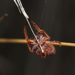 Hortophora transmarina at Paddys River, ACT - 15 Mar 2022