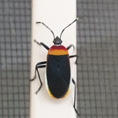 Dindymus versicolor (Harlequin Bug) at Turner, ACT - 16 Mar 2022 by LD12