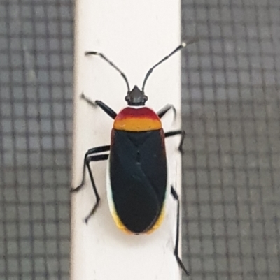 Dindymus versicolor (Harlequin Bug) at Turner, ACT - 16 Mar 2022 by LD12