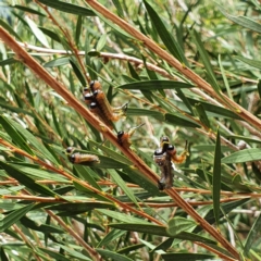 Pterygophorus cinctus (Bottlebrush sawfly) at Chisholm, ACT - 13 Mar 2022 by Amphylaeus