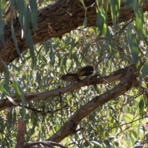 Rhipidura rufifrons at Theodore, ACT - 11 Mar 2022