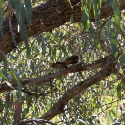 Rhipidura rufifrons (Rufous Fantail) at Theodore, ACT - 11 Mar 2022 by RAllen