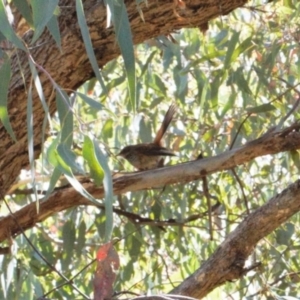 Rhipidura rufifrons at Theodore, ACT - 11 Mar 2022 02:05 PM