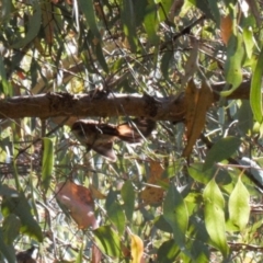 Rhipidura rufifrons at Theodore, ACT - 11 Mar 2022 02:05 PM