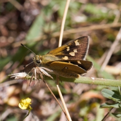 Trapezites luteus (Yellow Ochre, Rare White-spot Skipper) at Tuggeranong Hill - 11 Mar 2022 by RAllen