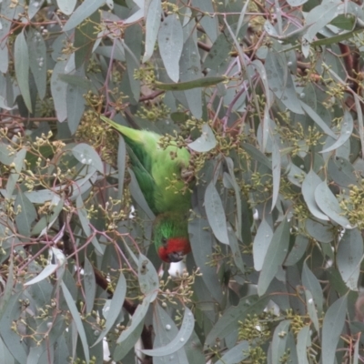 Parvipsitta pusilla (Little Lorikeet) at Bruce, ACT - 16 Mar 2022 by rawshorty