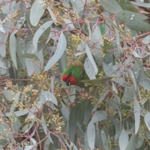 Parvipsitta pusilla at Bruce, ACT - 16 Mar 2022 02:27 PM