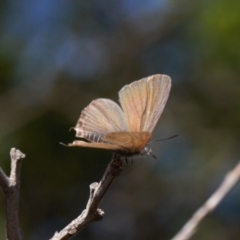 Theclinesthes miskini (Wattle Blue) at Theodore, ACT - 11 Mar 2022 by RAllen