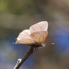 Theclinesthes miskini at Theodore, ACT - 11 Mar 2022