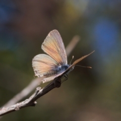 Theclinesthes miskini at Theodore, ACT - 11 Mar 2022