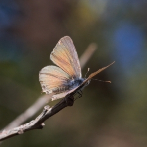 Theclinesthes miskini at Theodore, ACT - 11 Mar 2022