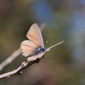 Theclinesthes miskini at Theodore, ACT - 11 Mar 2022