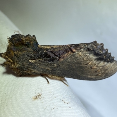 Hylaeora dilucida (Ochre Rough-head) at Jerrabomberra, NSW - 15 Mar 2022 by Steve_Bok