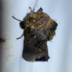 Hylaeora dilucida at Jerrabomberra, NSW - 16 Mar 2022