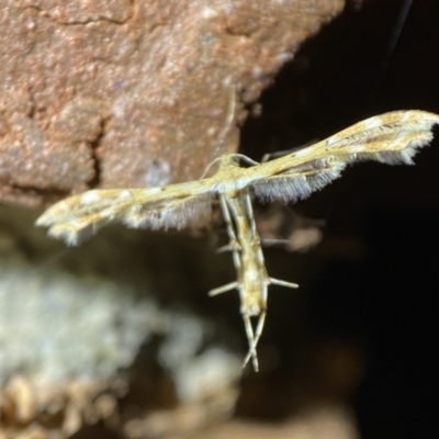 Sphenarches anisodactylus (Geranium Plume Moth) at Jerrabomberra, NSW - 15 Mar 2022 by SteveBorkowskis