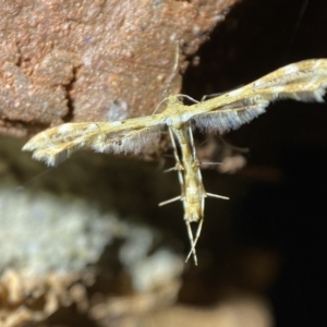 Sphenarches anisodactylus at Jerrabomberra, NSW - 15 Mar 2022