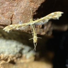 Sphenarches anisodactylus at Jerrabomberra, NSW - 15 Mar 2022
