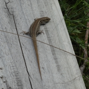 Liopholis whitii at Jindabyne, NSW - 12 Mar 2022