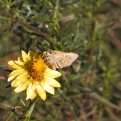 Trapezites luteus (Yellow Ochre, Rare White-spot Skipper) at Tuggeranong Hill - 11 Mar 2022 by RAllen